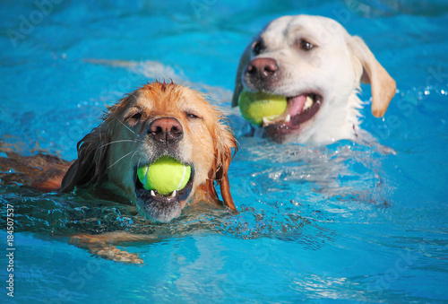 Sticker A dog having fun at a public pool on a hot summer day