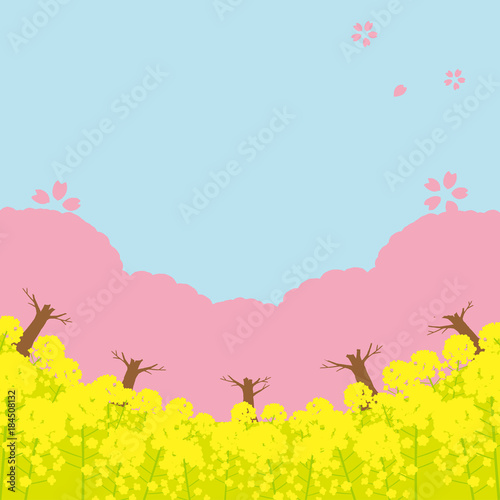 桜と菜の花　背景イラスト