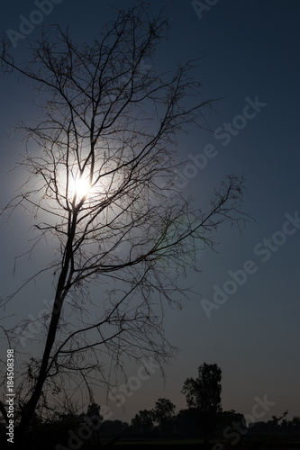 Silhouette dry tree in the moonlight. © kaentian