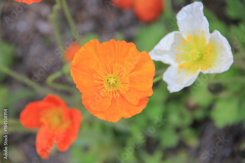 Fototapeta Naklejka Na Ścianę i Meble -  真上から撮影した橙色・山吹色・白色のアイスランドポピー(栃木県)