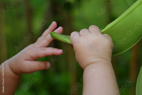 Baby hands grabbing green leaf of tree in forest © Mongkol