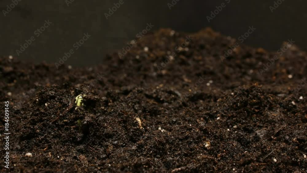 Germinating Seed Growing in Ground Agriculture Spring Summer Timelapse Germinating Seed Growing in Ground Agriculture Spring Summer Timelapse
