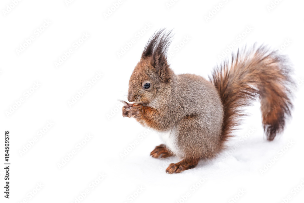 squirrel with fluffy tail sitting on snowy ground in winter and eating nut squirrel with fluffy tail sitting on snowy ground in winter and eating nut