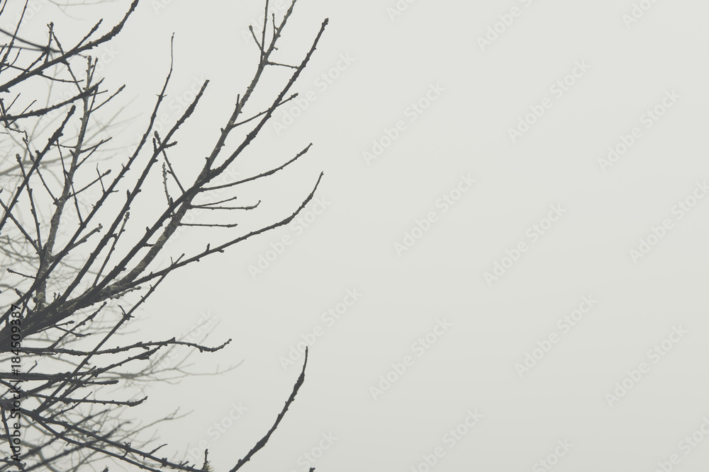 bare tree branches silhouette in fog and mist. nature background on white pale sky in the morning