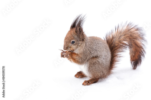 squirrel with fluffy tail sitting on snowy ground in winter and eating nut © Mr Twister