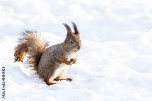 red squirrel on searching for meal sits on snowy ground © Mr Twister