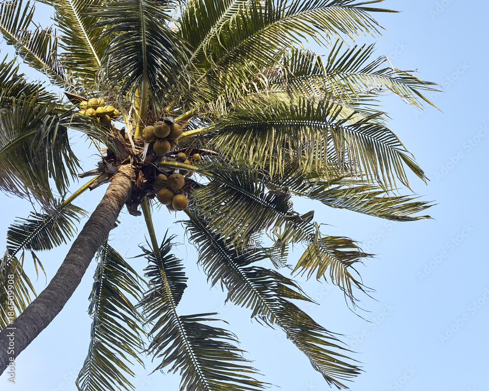 Obraz premium Coconut tree with blue sky