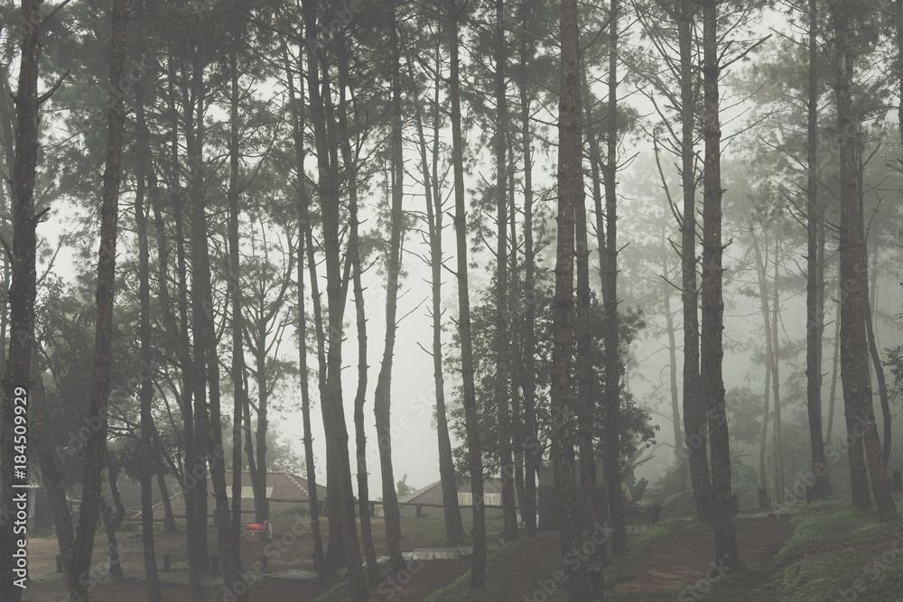 Fototapeta premium fog and mist in pine tree forest. nature landscape
