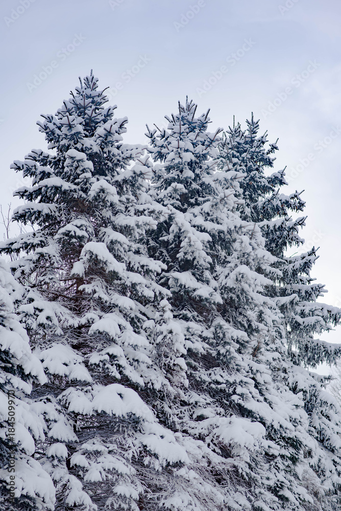 Trees under snow