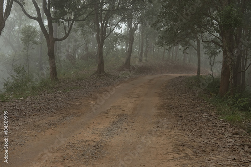 road in rural in mist & fog. nature landscape on cold autumn evening. footpath trail in mysterious forest.