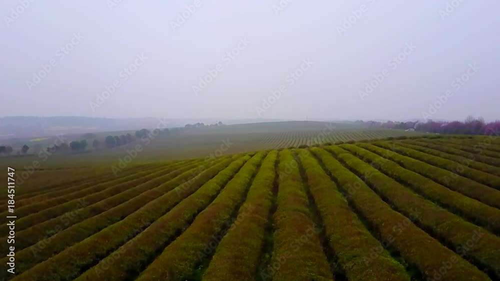 Tea plantation.Chinese tea. Tea plantation.Chinese tea.