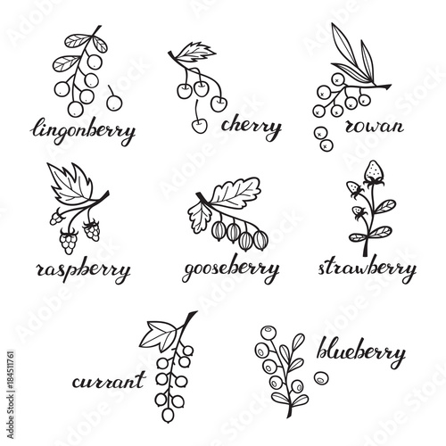 Set of Doodles Berries Isolated on White Background.Berries Collection: Strawberry, Raspberry, Blackberry, Cherry, Gooseberry, Blueberry, Currant, Rowan, Lingonberry.