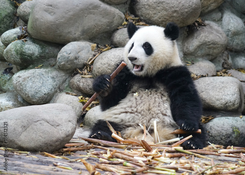Fototapeta Naklejka Na Ścianę i Meble -  Giant panda eating bamboo shoot in the zoo
