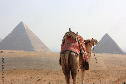  Pyramids and camels