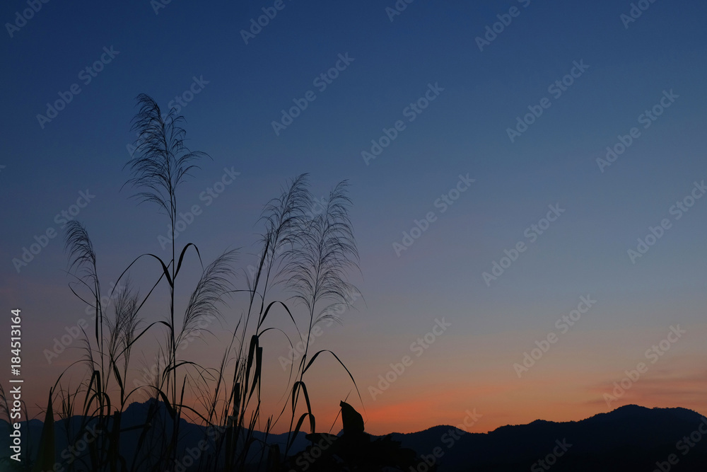 Silhouette of grass at the sunrise