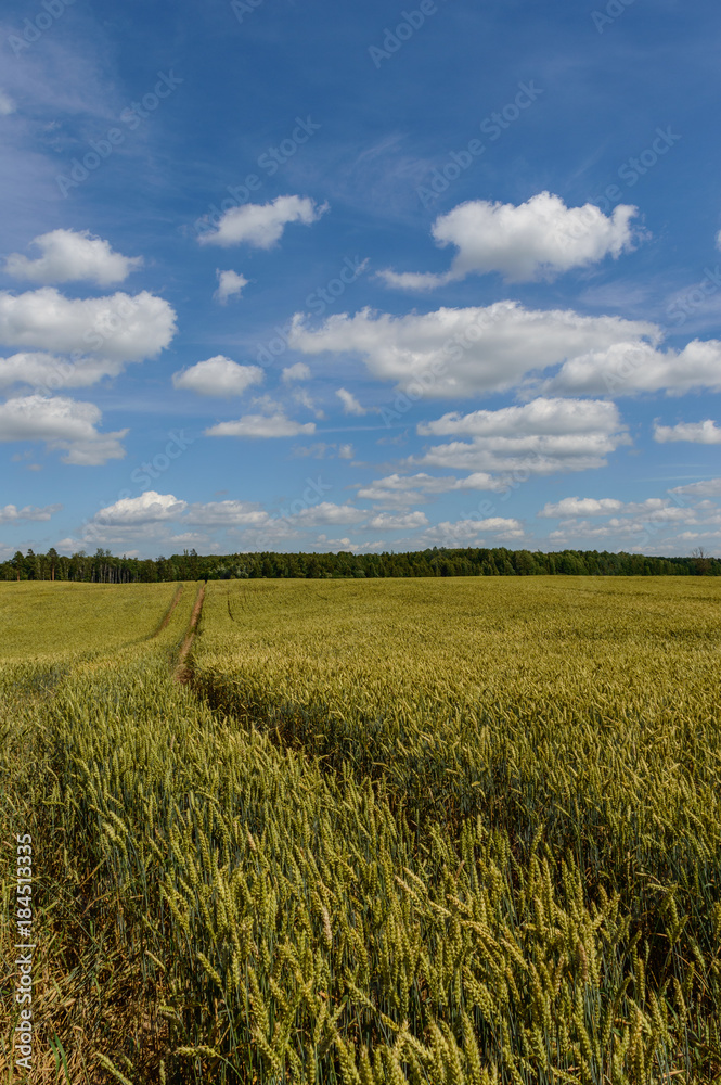 Summer Landscape with Wheat Field and Clouds Summer Landscape with Wheat Field and Clouds