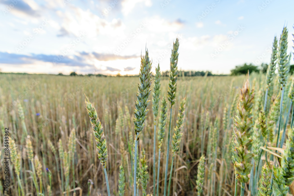 Summer Landscape with Wheat Field and Clouds Summer Landscape with Wheat Field and Clouds