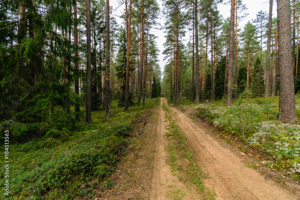 empty road in the countryside in summer. gravel surface empty road in the countryside in summer. gravel surface