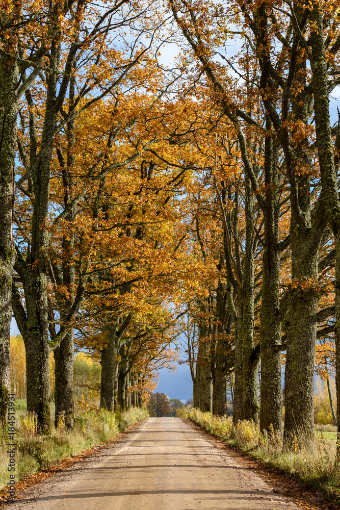 empty road in the countryside in autumn. gravel surface