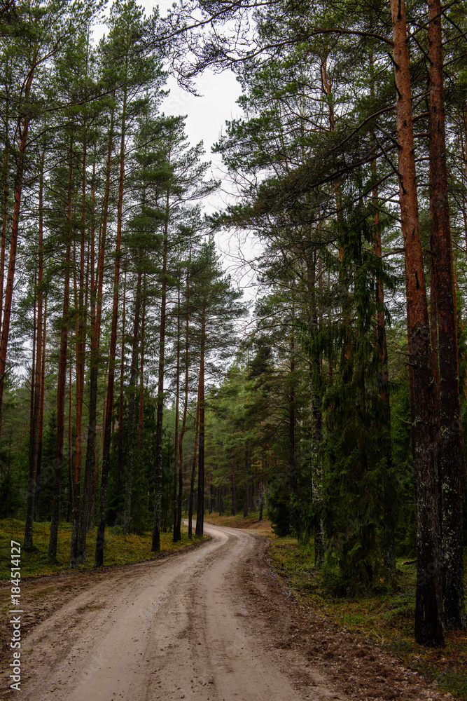 Fototapeta premium empty forest road in the countryside in autumn. gravel surface