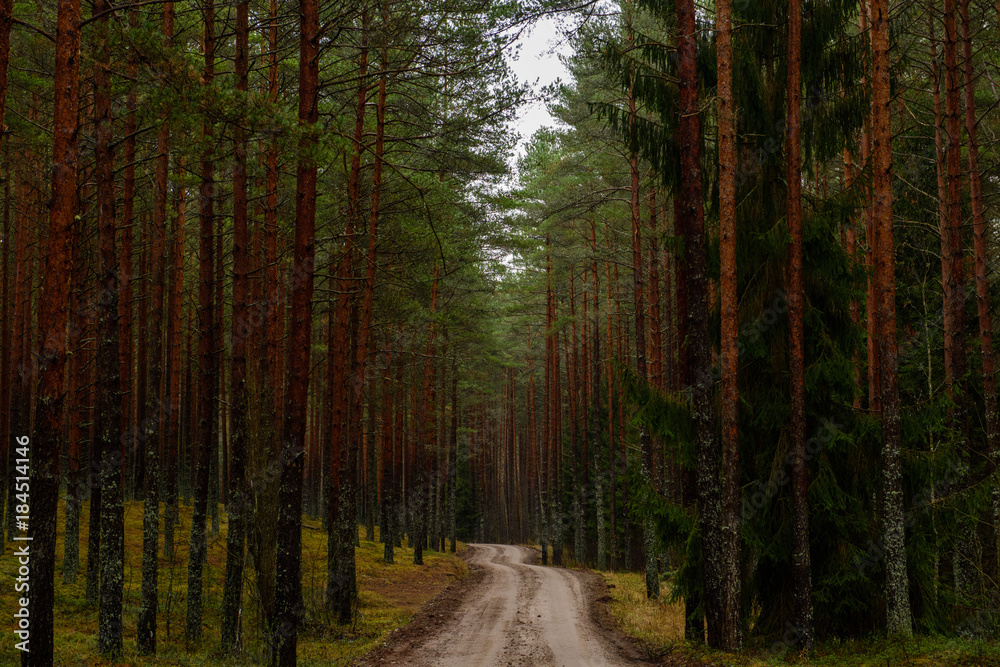 Obraz premium empty forest road in the countryside in autumn. gravel surface
