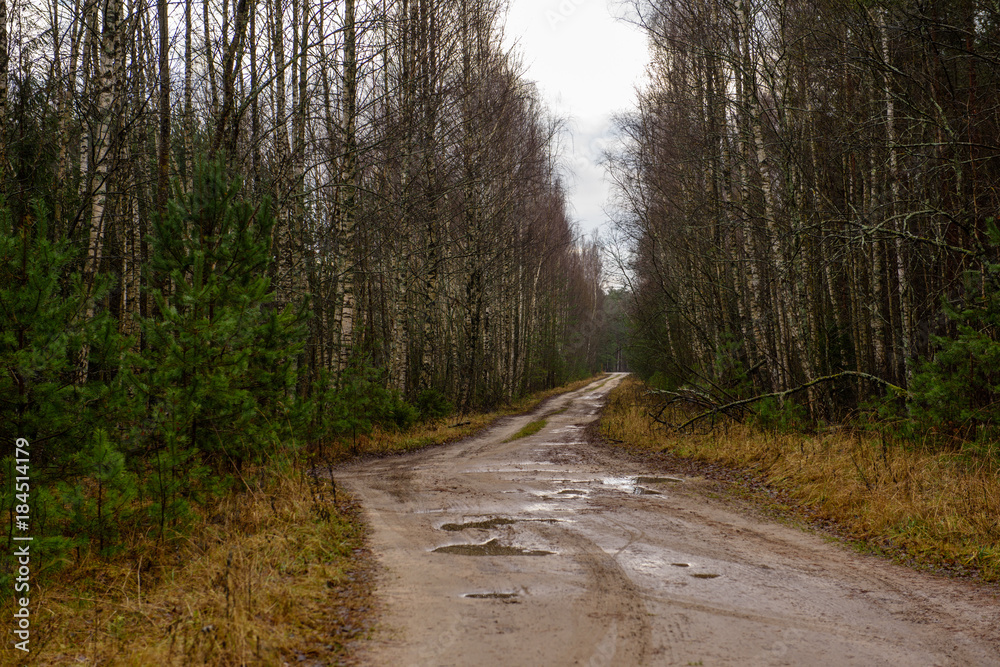 empty forest road in the countryside in autumn. gravel surface empty forest road in the countryside in autumn. gravel surface