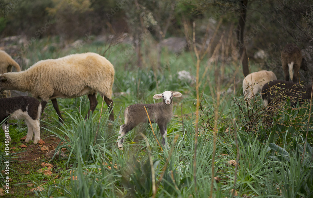 Newborn Winter Lambs and Sheep Flock in Olive Grove Newborn Winter Lambs and Sheep Flock in Olive Grove