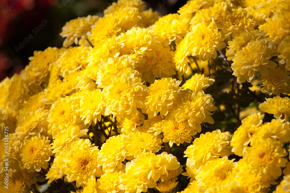 Yellow daze Yellow daze
