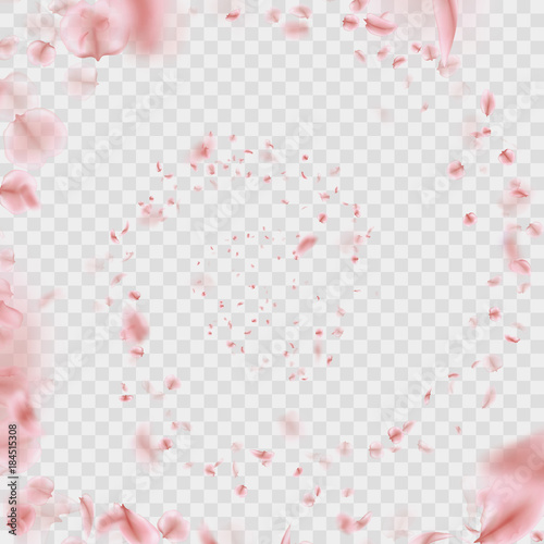 Sakura petals vortex isolated on transparent background. EPS 10 vector