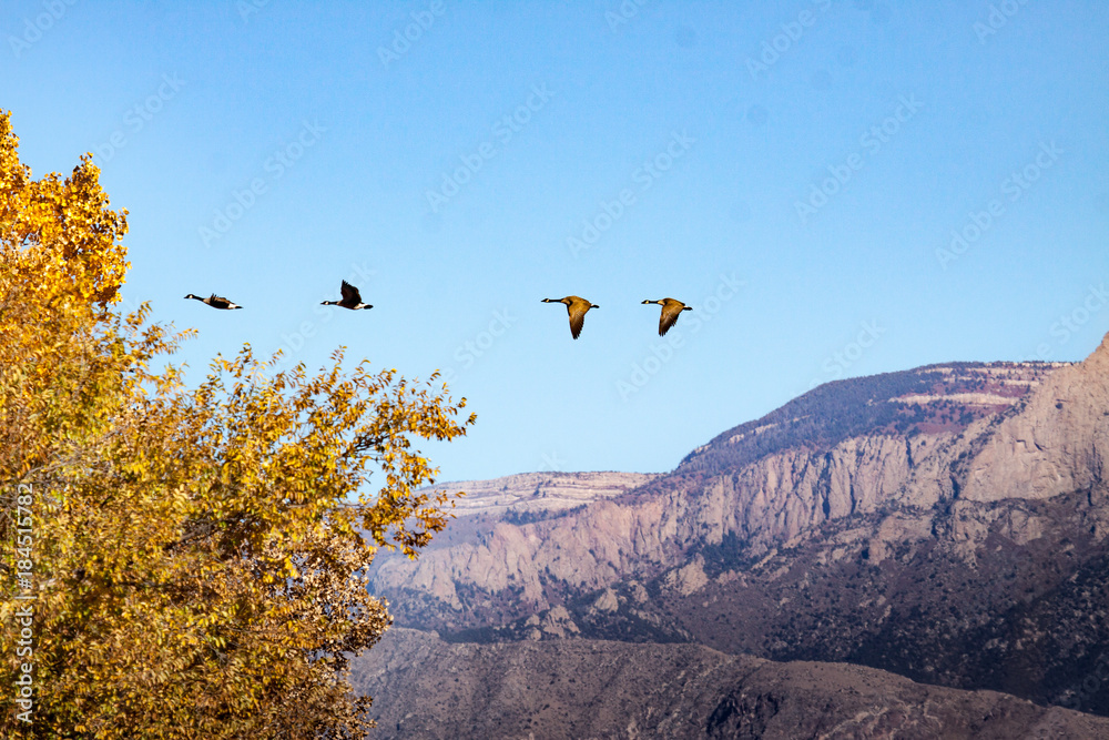 Fototapeta premium Fly north young geese