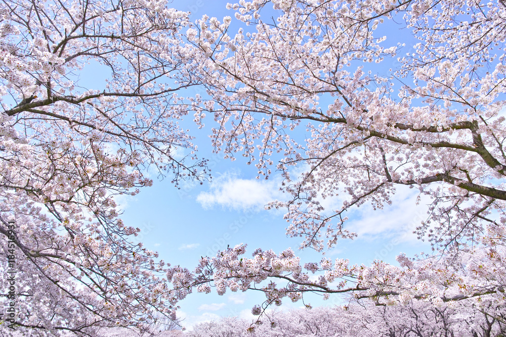 ふんわり感のある満開の桜の木