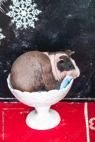 Skinny guinea pig sits in white kremanka