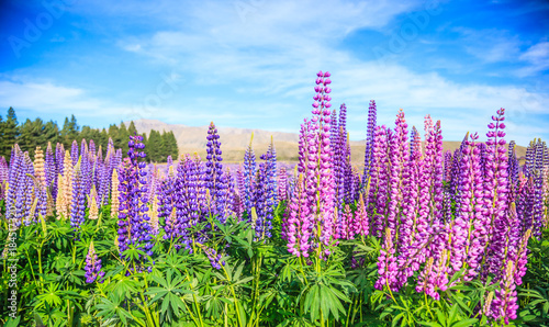 View of Lupin Flower Field near Lake Tekapo Landscape, New Zealand. Various, Colorful Lupin Flowers in full bloom with the background of mountain ranges.