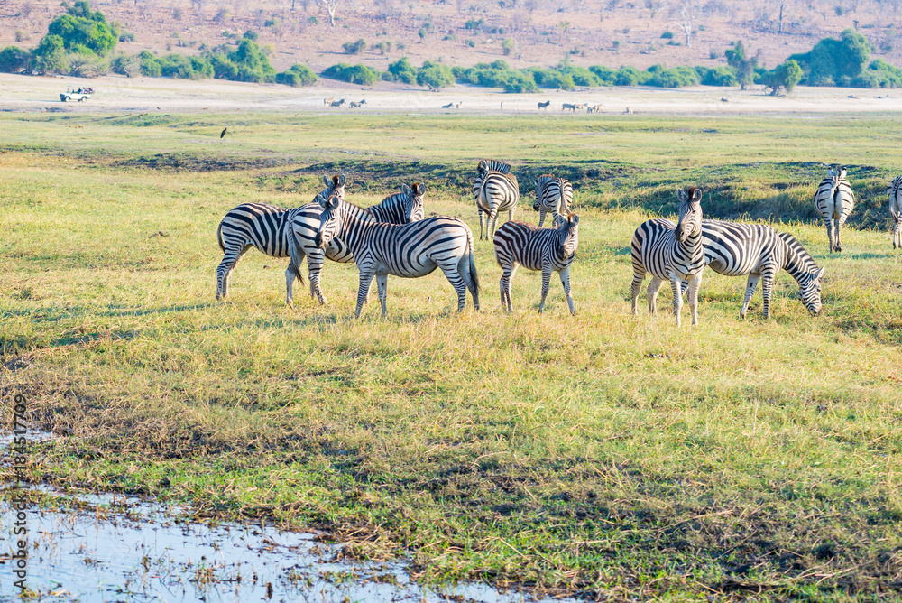 Fototapeta premium Zebras in the Chobe National Park, Botswana. Wildlife Safari in the african national parks and wildlife reserves.