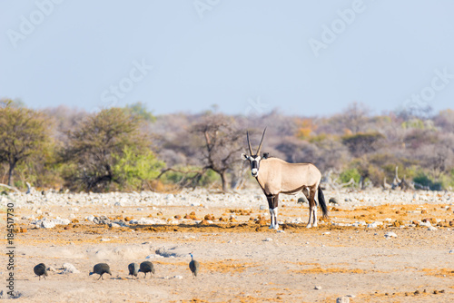Oryx standing in the colorful landscape of the majestic Etosha National Park, best travel destination in Namibia, Africa. © fabio lamanna
