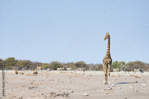 Giraffe walking near lions lying down on the ground. Wildlife safari in the Etosha National Park, main tourist attraction in Namibia, Africa.
