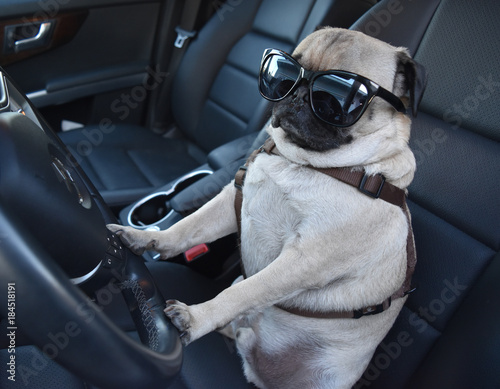 Canvas Print Pug Driving