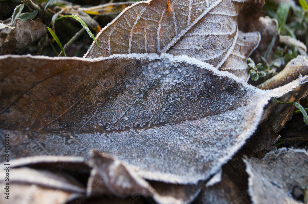 Abstract autumn background. Winter morning. Abstract autumn background. Winter morning.