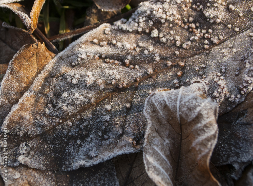 Early winter texture. Frozen leaves among grass.
