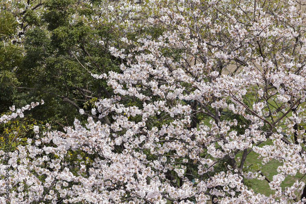 sakura sakura