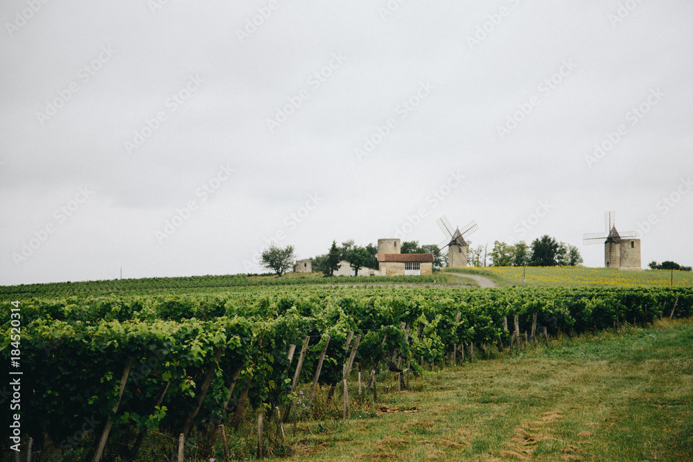 Vineyards and old wind mills in France