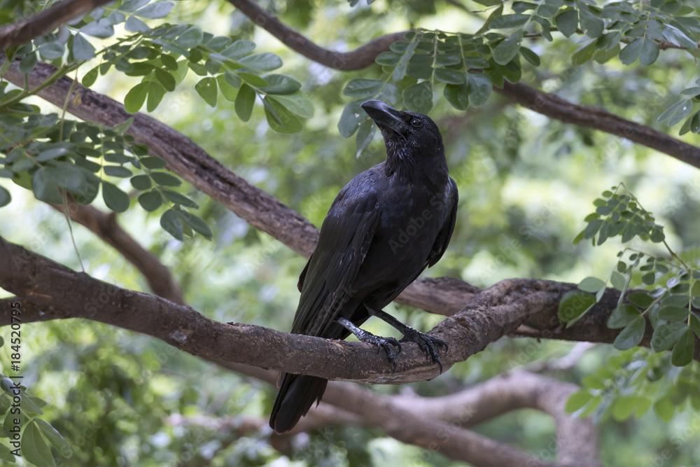 The crow is on a branch on a beautiful natural blurred background. The crow is on a branch on a beautiful natural blurred background.