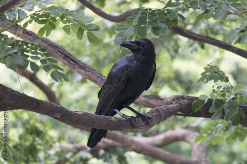 The crow is on a branch on a beautiful natural blurred background.