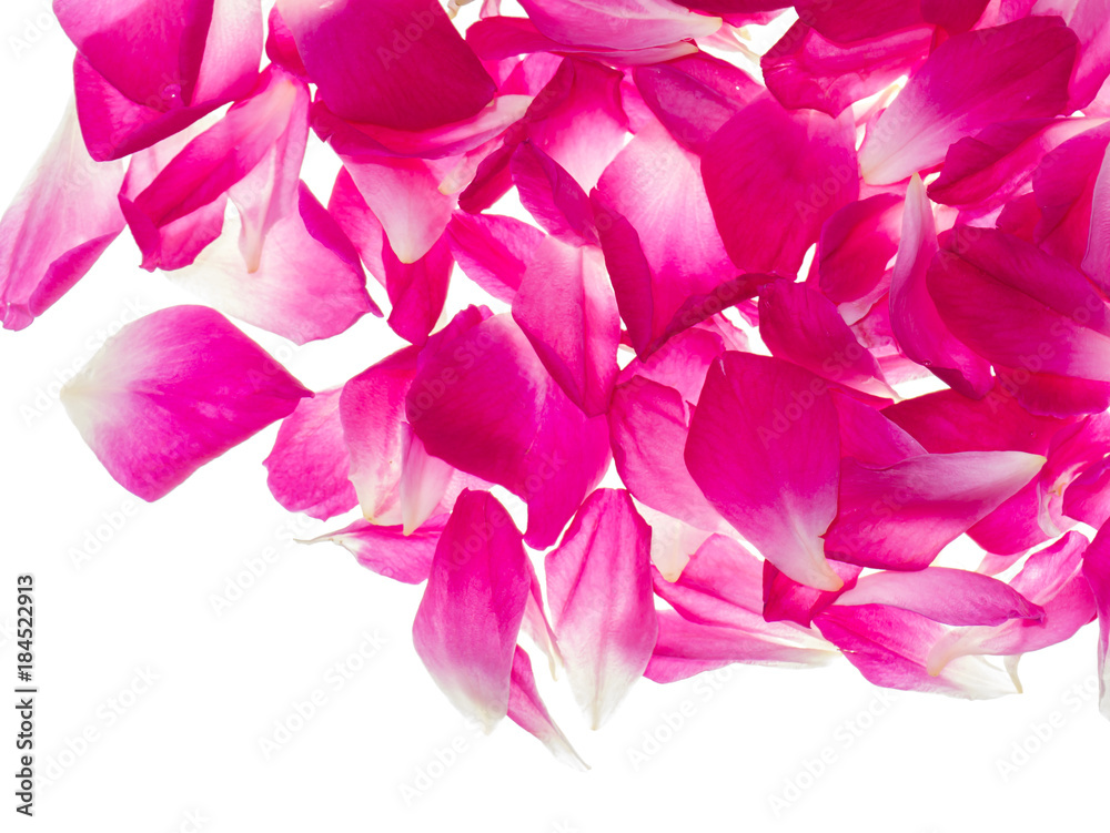 Pink rose petals for rose tea