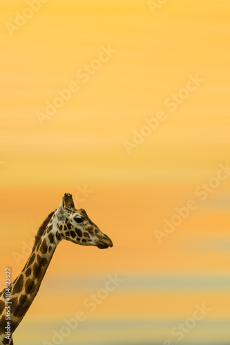 Side Portrait of a african giraffe during colorful sunset