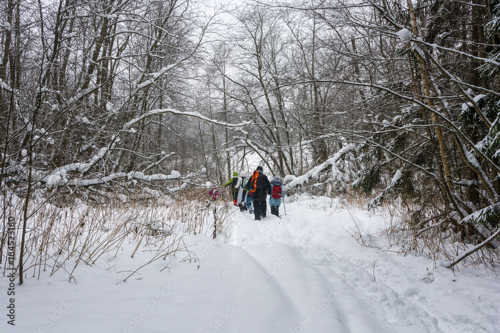 A small group of tourists goes through the winter forest.