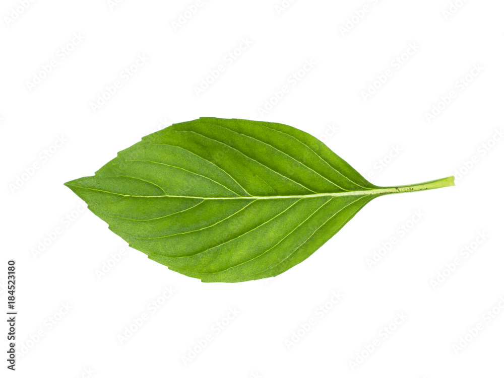 Fototapeta premium Sweet Basil, Thai Basil