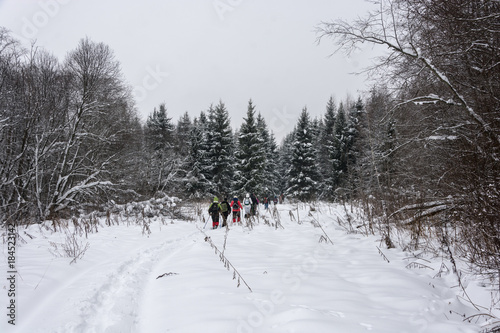 A small group of tourists goes through the winter forest.