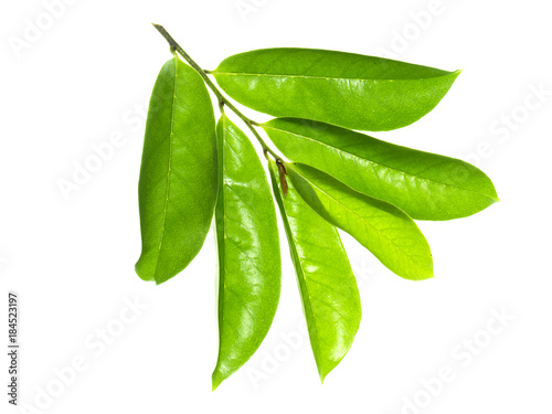 Photos Soursop leaf on white background.