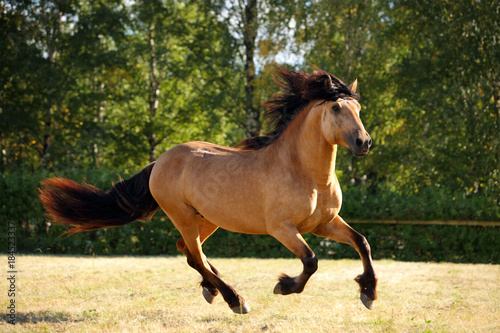 Heavy draft horse running in a field